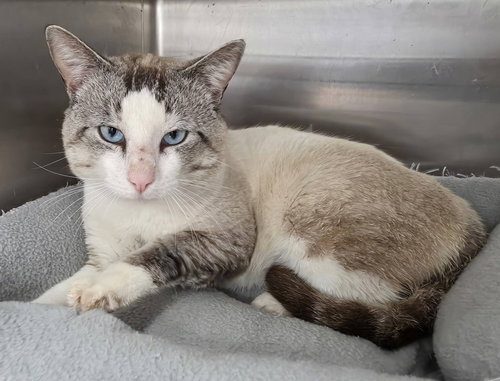 Mason, an adoptable Siamese in Abbeville, LA