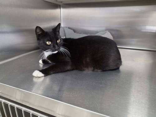 Ali, an adoptable Domestic Short Hair in Abbeville, LA