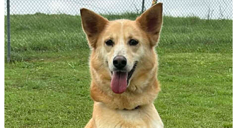 Lily H, an adoptable Terrier in Abbeville, LA