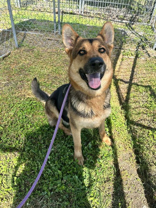 Mika, an adoptable German Shepherd Dog in Abbeville, LA