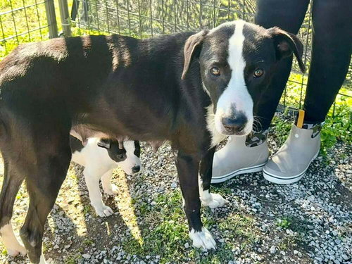 Flower, an adoptable Terrier in Abbeville, LA