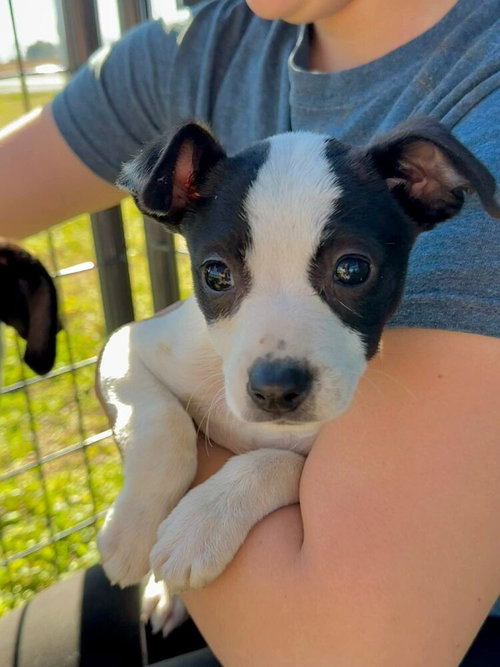 Petal, an adoptable Terrier in Abbeville, LA