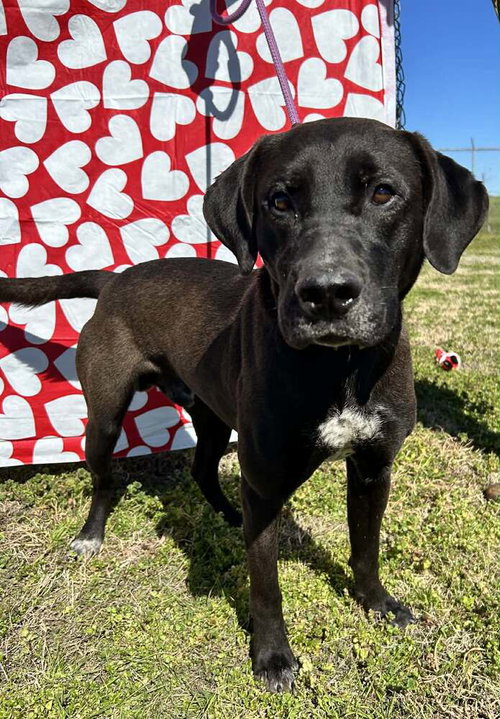 Dewey, an adoptable Terrier in Abbeville, LA