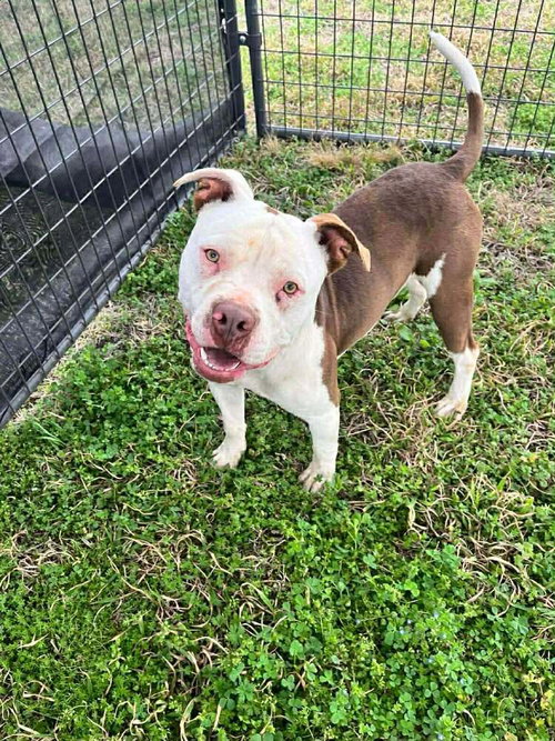 Jeremy, an adoptable Terrier in Abbeville, LA