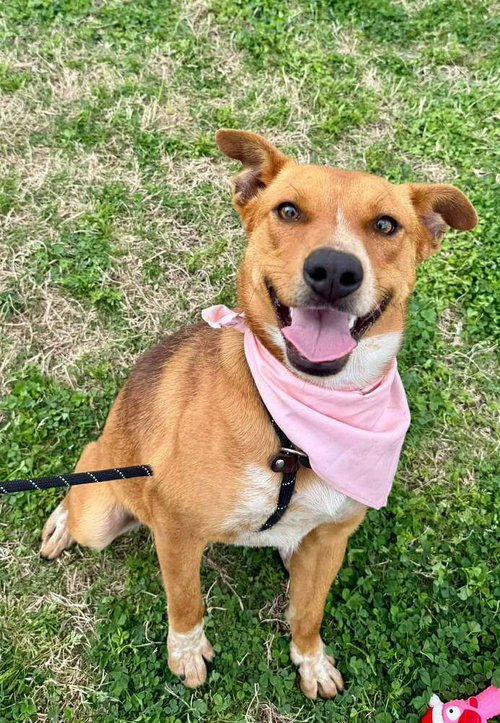 Bambi, an adoptable Terrier in Abbeville, LA