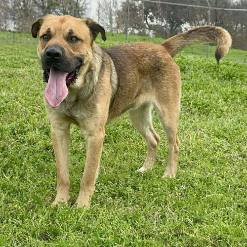 Shane, an adoptable Terrier in Abbeville, LA