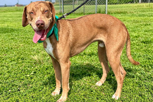 Buddy, an adoptable Terrier in Abbeville, LA