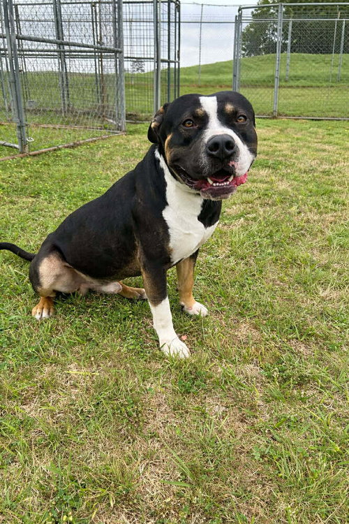 Lucas, an adoptable Terrier in Abbeville, LA