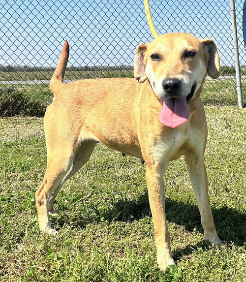 Georgia, an adoptable Terrier in Abbeville, LA