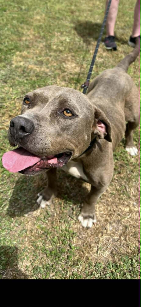 Jamie, an adoptable Terrier in Abbeville, LA