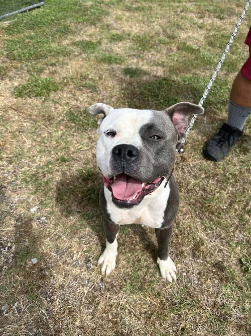 Polo, an adoptable Terrier in Abbeville, LA