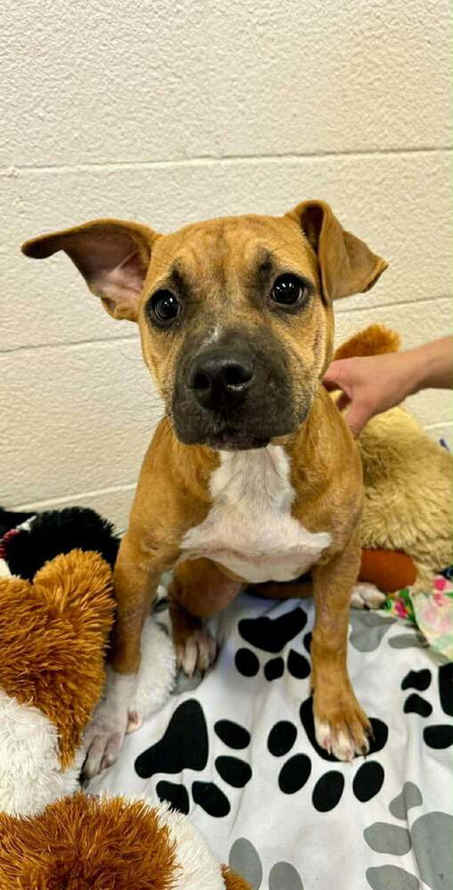 Pollie, an adoptable Terrier in Abbeville, LA