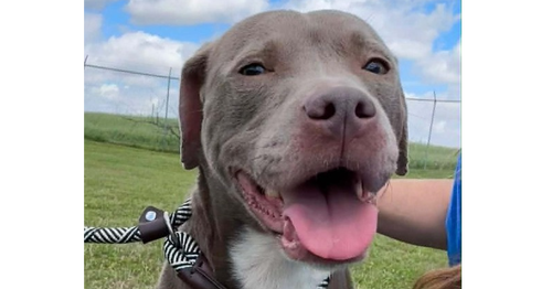 Julie, an adoptable Terrier in Abbeville, LA