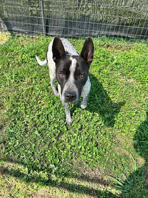 Jax, an adoptable Terrier in Abbeville, LA