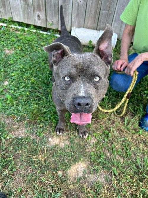 Champ, an adoptable Terrier in Abbeville, LA