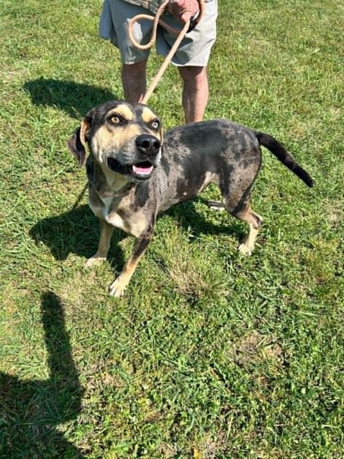 Ralph, an adoptable Terrier in Abbeville, LA