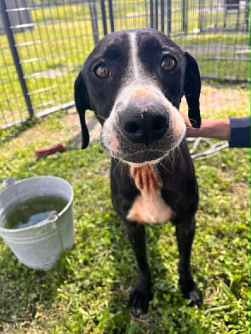 Callie, an adoptable Terrier in Abbeville, LA