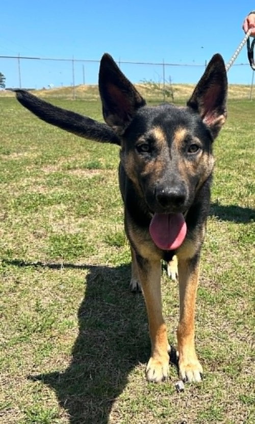 Rex