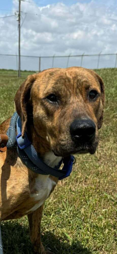 Sarge photo 3