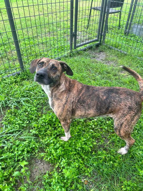 picture of the dog needing adoption