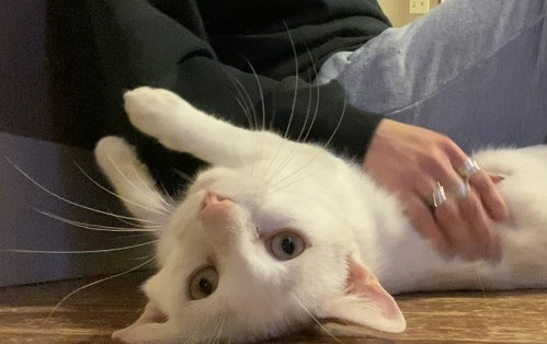 Astrea, an adoptable Domestic Short Hair in Abbeville, LA