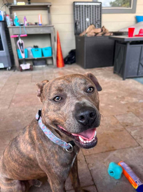 Baby Boy, an adoptable Terrier in Abbeville, LA