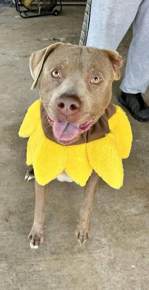 Grady, an adoptable Terrier in Abbeville, LA