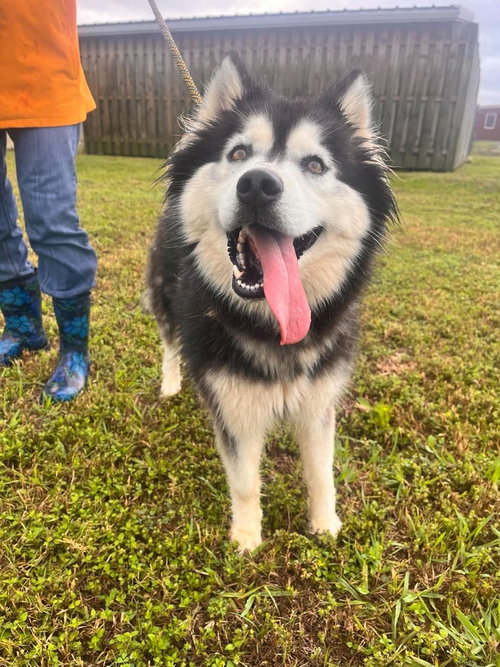 Cheyenne, an adoptable Alaskan Malamute in Abbeville, LA