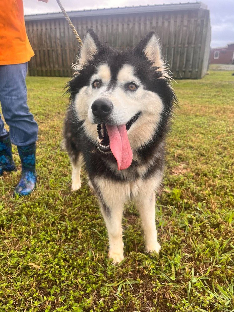 Cheyenne