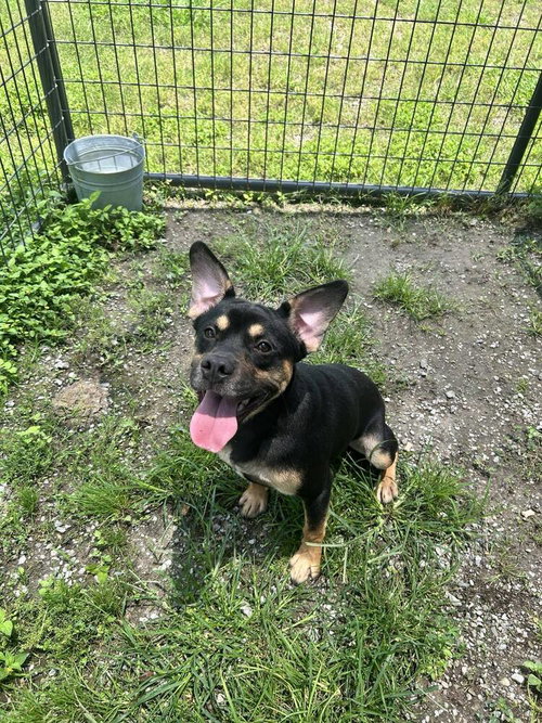 King, an adoptable Terrier in Abbeville, LA