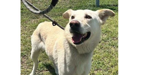 picture of the dog needing adoption