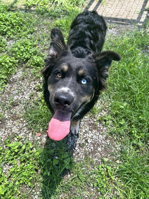 Harvey, an adoptable Terrier in Abbeville, LA