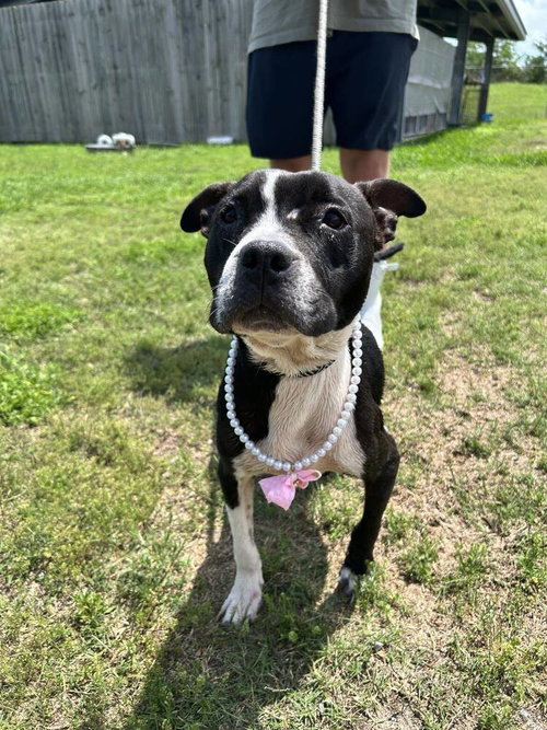 Maylee, an adoptable Terrier in Abbeville, LA