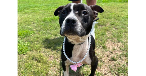 picture of the dog needing adoption