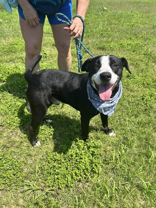 Stevens, an adoptable Terrier in Abbeville, LA
