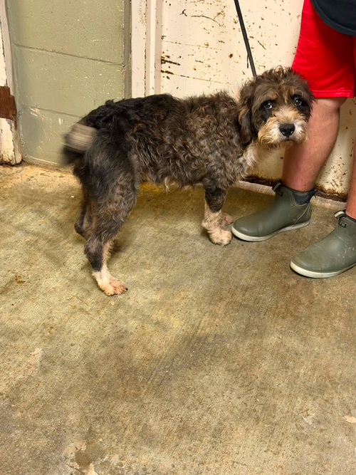 Josie, an adoptable Poodle in Abbeville, LA