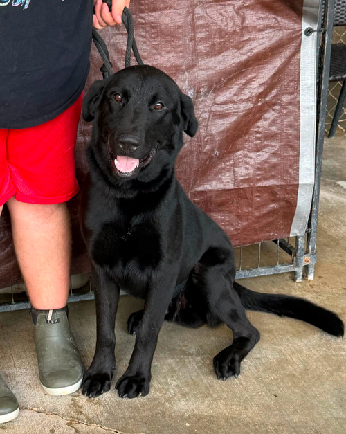 Bear, an adoptable Labrador Retriever in Abbeville, LA