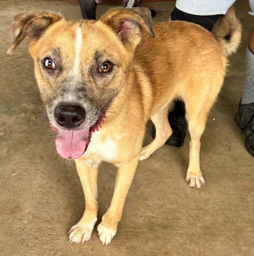 picture of the dog needing adoption