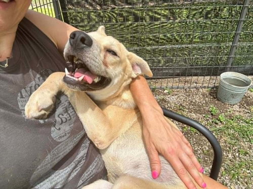 picture of the dog needing adoption