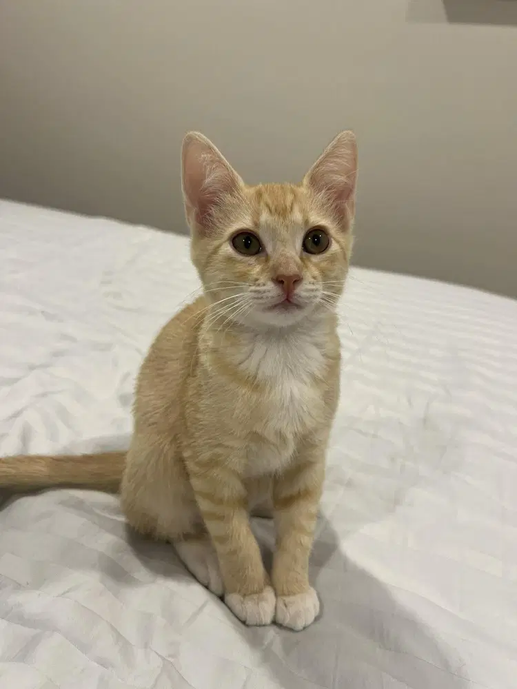 Raven - Domestic Short Hair