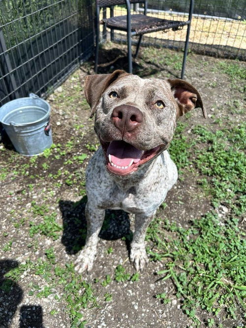 picture of the dog needing adoption