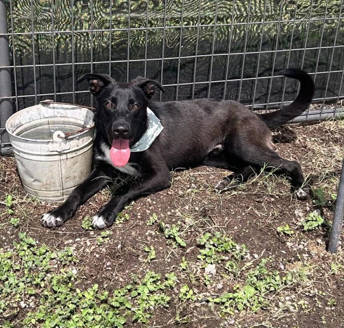 picture of the dog needing adoption
