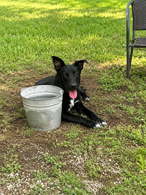 Photo 2 of Pluto