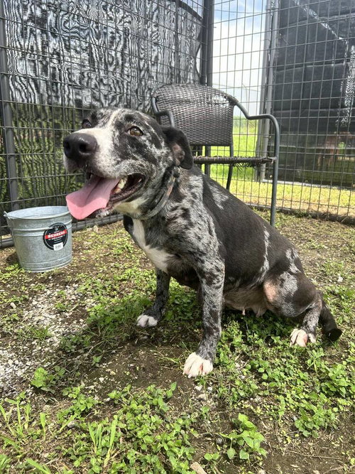 picture of the dog needing adoption