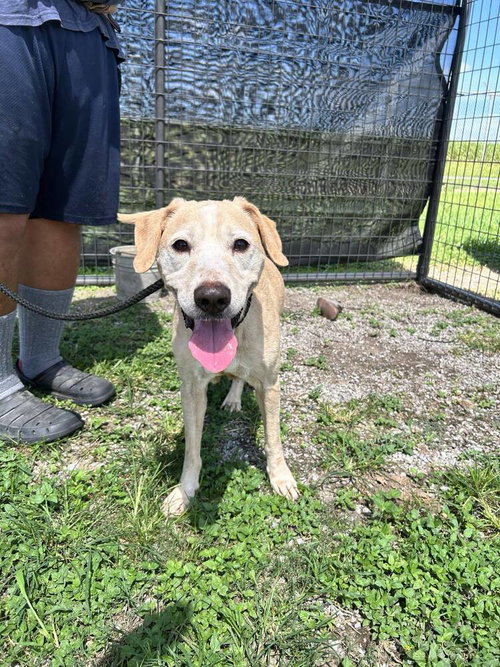 picture of the dog needing adoption