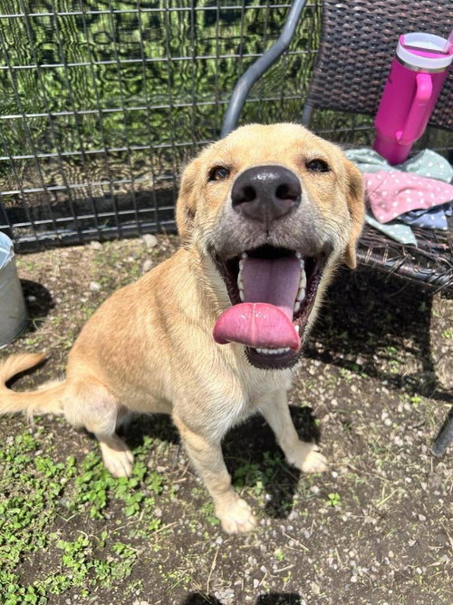 picture of the dog needing adoption