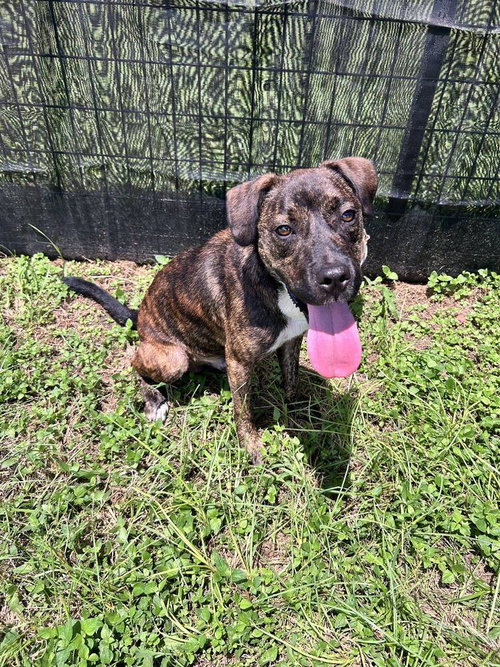 picture of the dog needing adoption