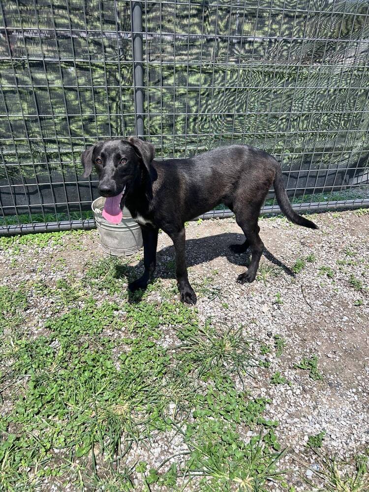 Rubel - Labrador Retriever
