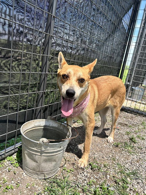 picture of the dog needing adoption