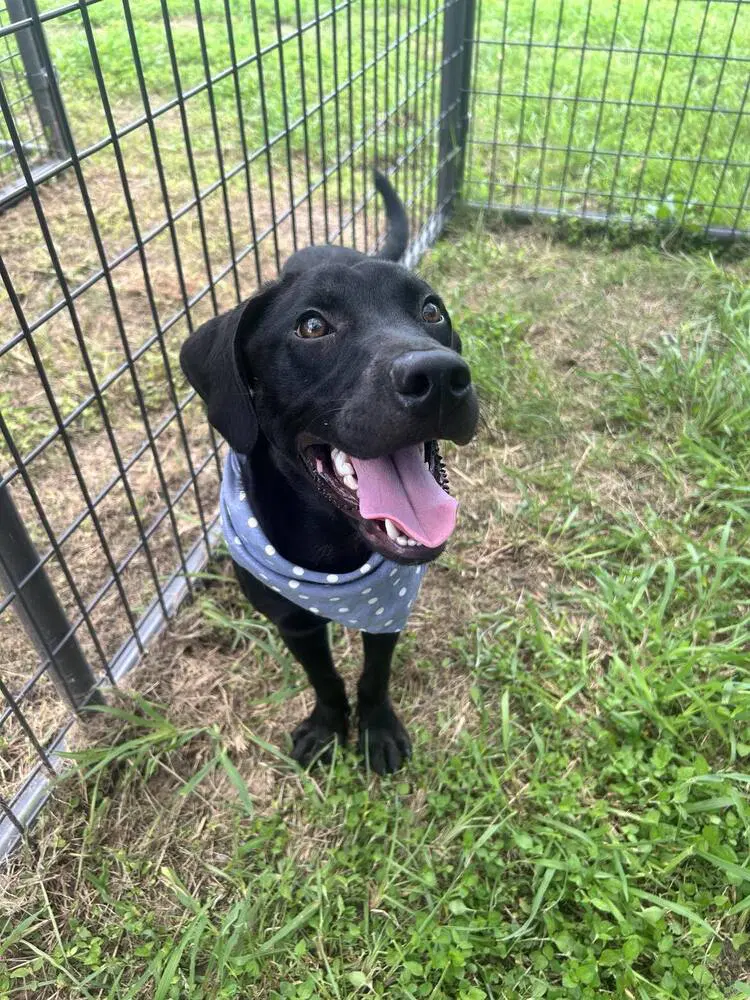 Philly - Labrador Retriever